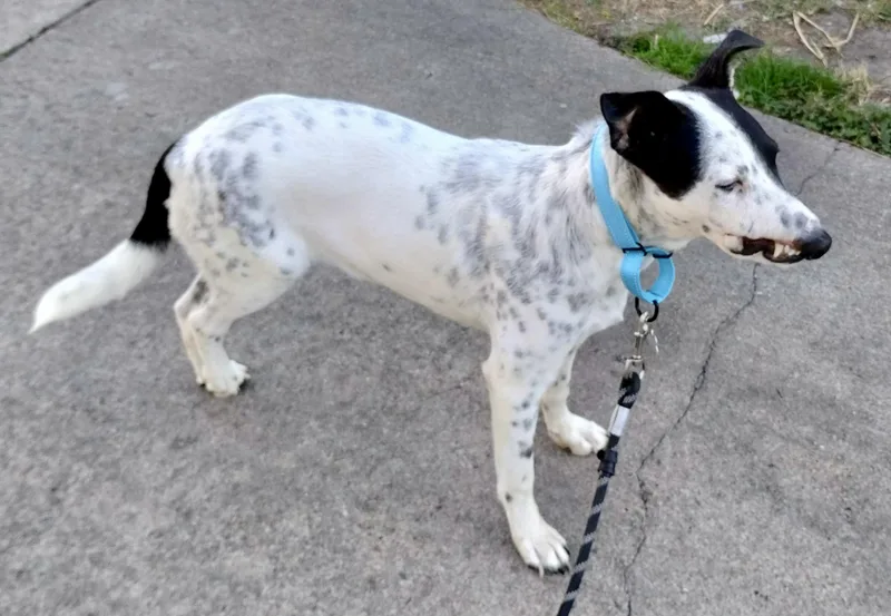 A young medium-sized male White / Cream Australian Cattle Dog / Blue Heeler dog named Checkers for adoption in Houston, TX
