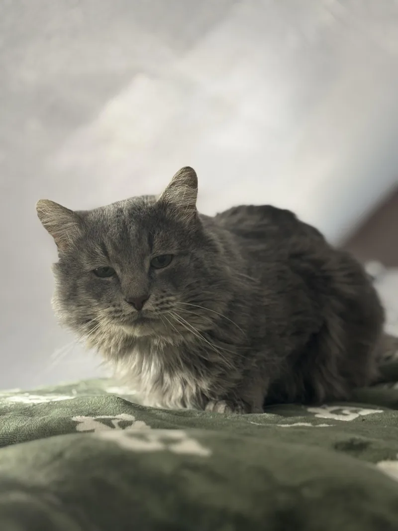 Elvis & Prince thumbnail 2