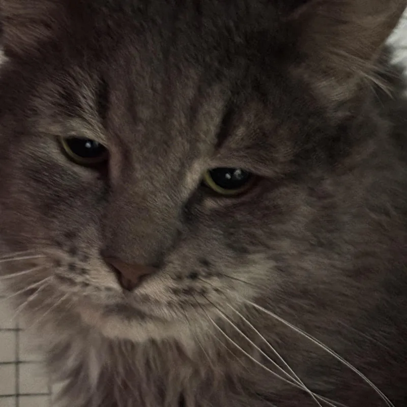 Elvis & Prince thumbnail 3