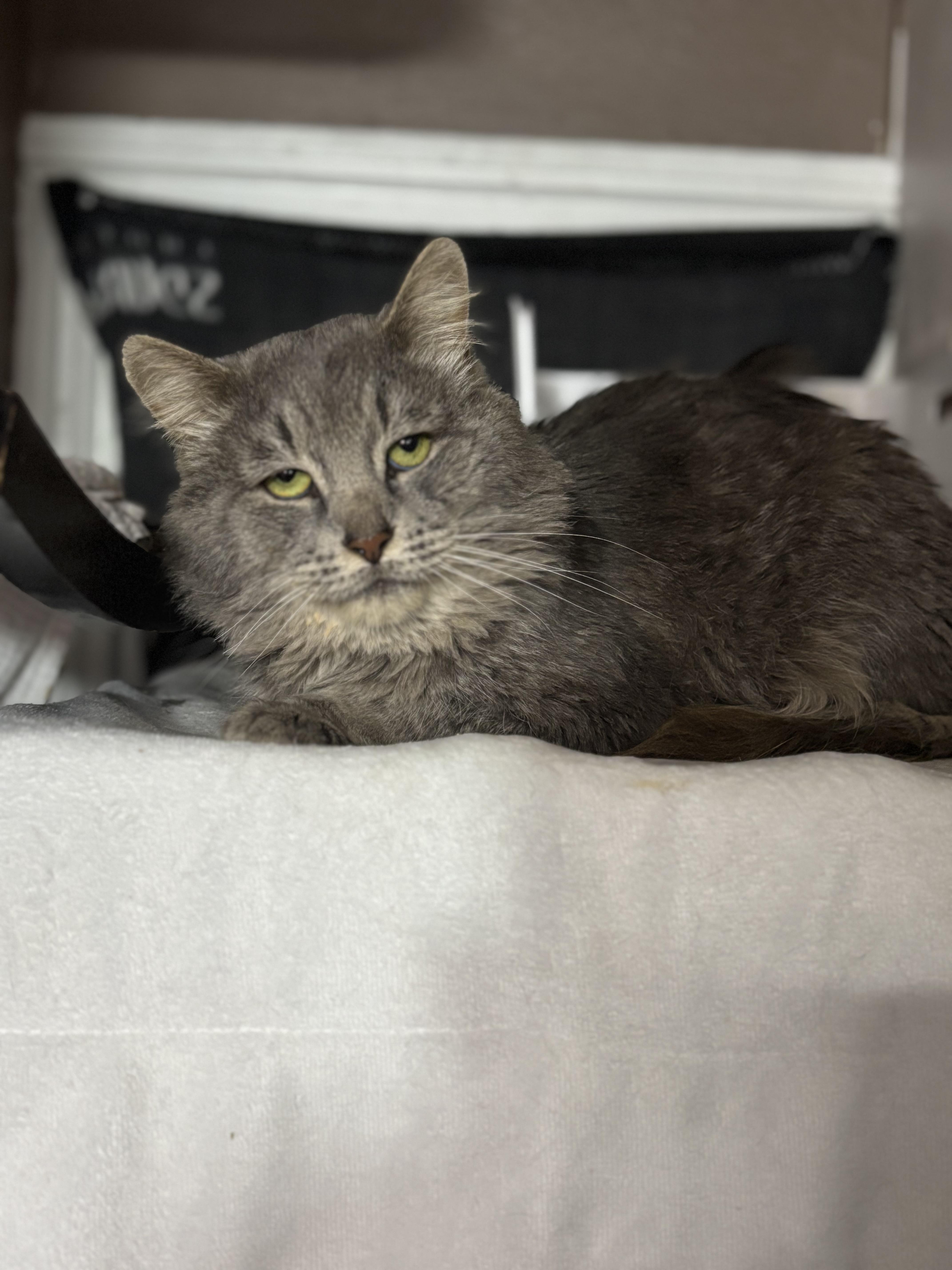 Elvis & Prince thumbnail 4