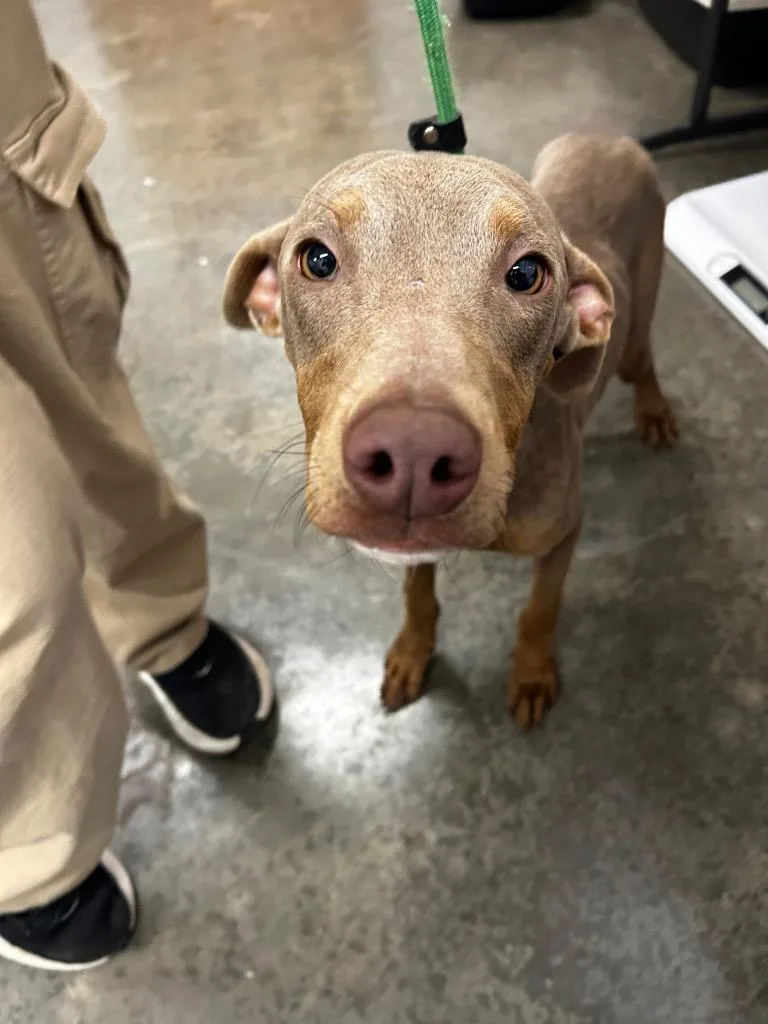 A young small-sized female Mixed Breed dog named Cj for adoption in Thousand Oaks, CA