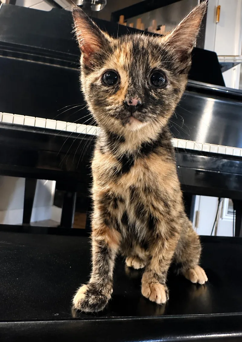 A baby medium-sized female Domestic Short Hair cat named Michaela for adoption in Nashville, TN