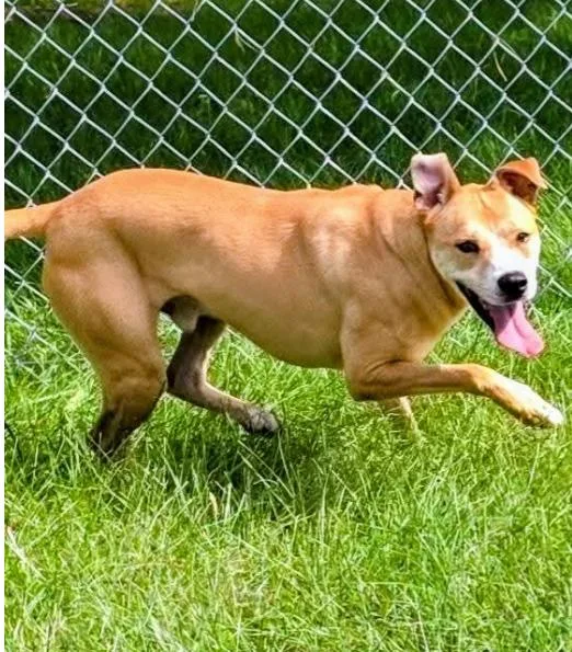 An adult medium-sized male Terrier dog named Luca for adoption in Herndon, VA