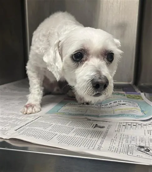 An adult small-sized male Cairn Terrier dog named Palomo for adoption in Van Nuys, CA