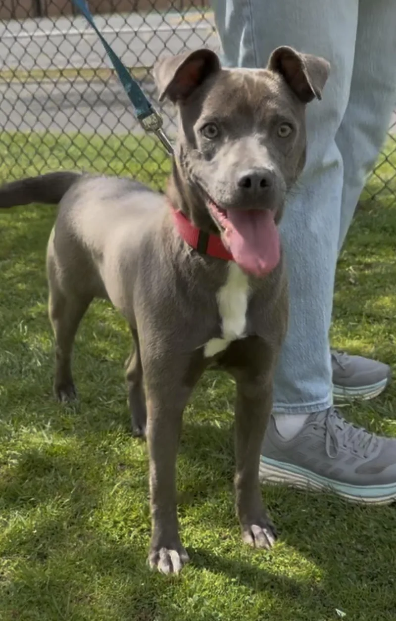 A young medium-sized female Gray / Blue / Silver Terrier dog named Petra for adoption in Wantagh, NY