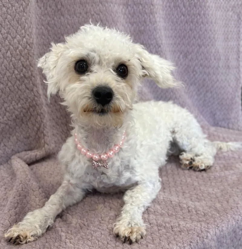A young small-sized female White / Cream Maltese dog named Peaches for adoption in Lodi, CA