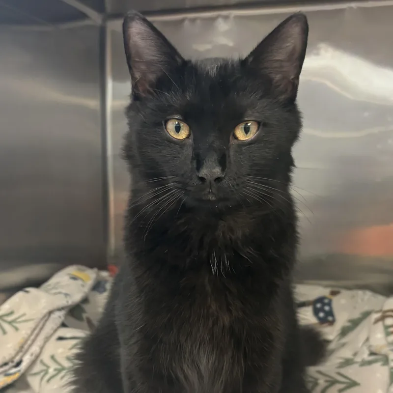 An adult medium-sized male Domestic Medium Hair cat named Nelson for adoption in Reisterstown, MD