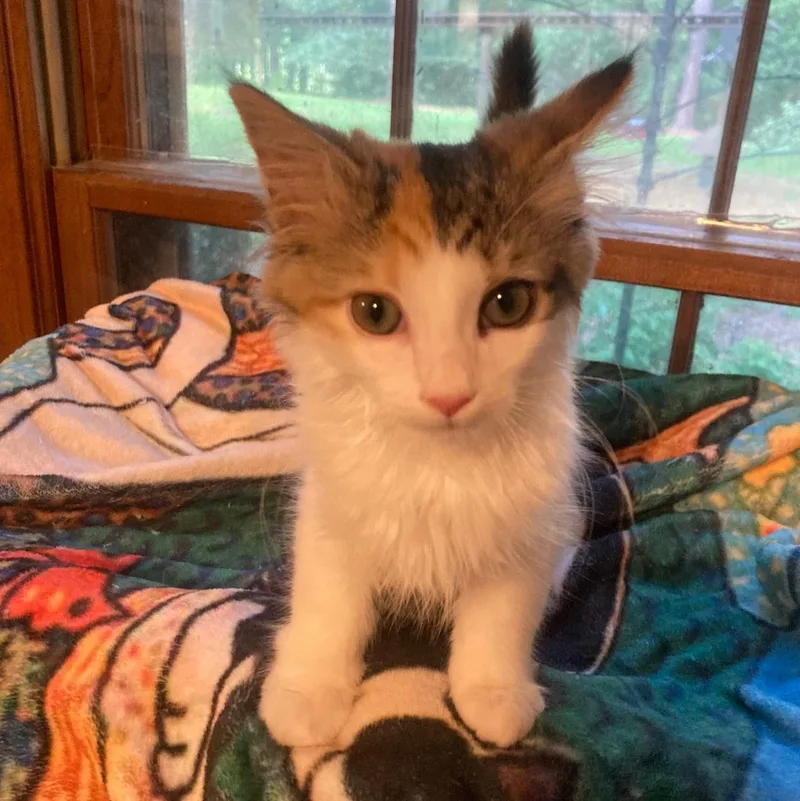 A baby small-sized female Calico Domestic Short Hair cat named Sorbet for adoption in Watkinsville, GA
