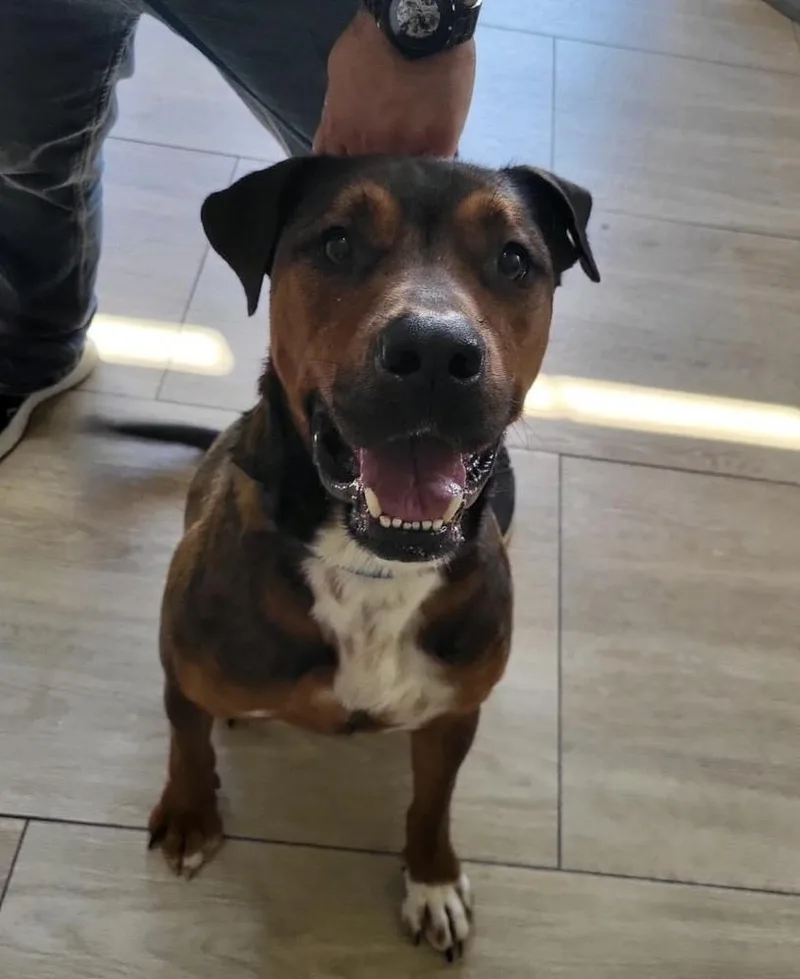 Holbrook thumbnail 4