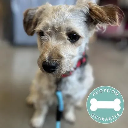 An adult small-sized male Mixed Breed dog named Luigi for adoption in Janesville, WI