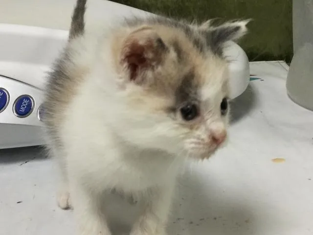 A baby small-sized female Domestic Short Hair cat named Hanna for adoption in Riverside, CA
