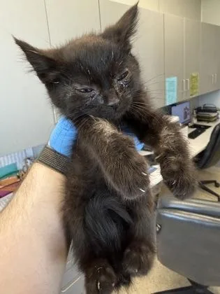 A baby small-sized female Domestic Short Hair cat named Dina for adoption in Lafayette, IN