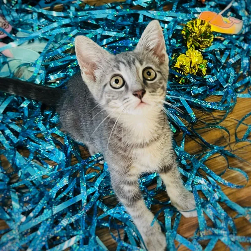 A baby small-sized female Gray / Blue / Silver Domestic Short Hair cat named Melanie for adoption in Middle Village, NY