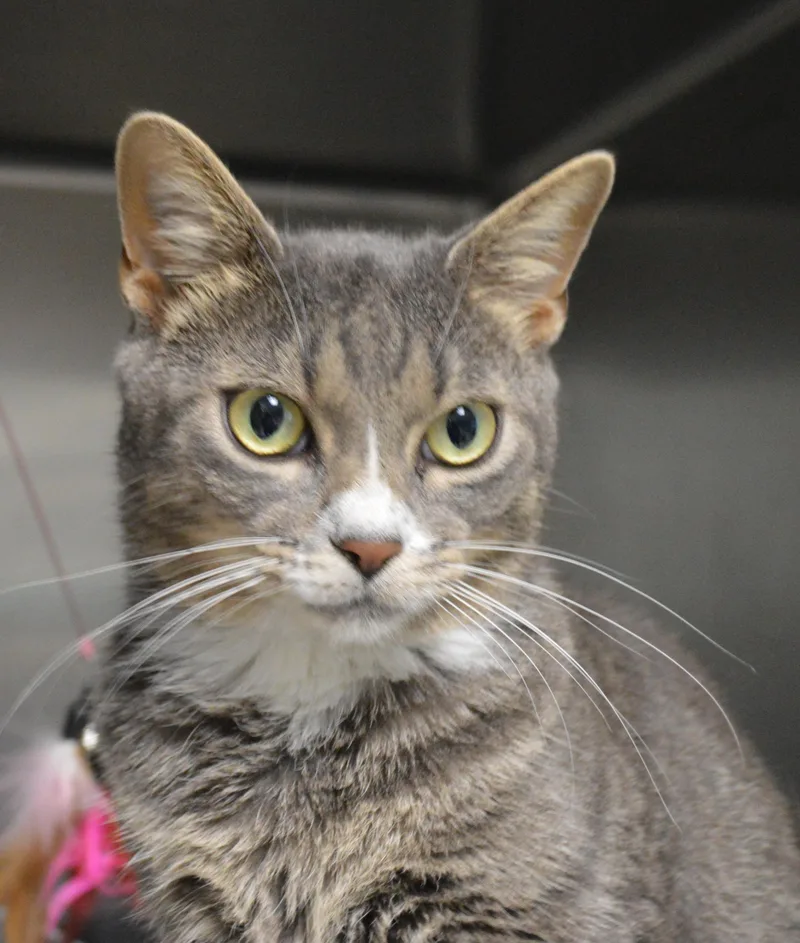 A young medium-sized female Gray & White Domestic Short Hair cat named Yoda for adoption in House Springs, MO
