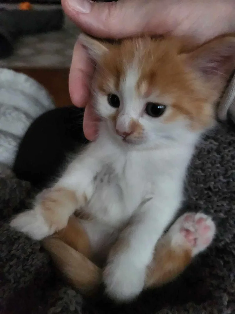 Fynn thumbnail 2