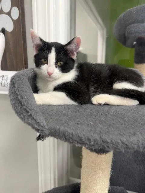 A young medium-sized female Black & White / Tuxedo Domestic Short Hair cat named Noodle for adoption in Rochester, NY