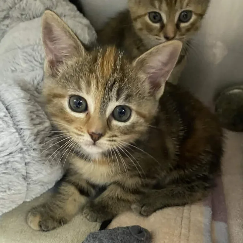 A baby small-sized female Brown / Chocolate Domestic Short Hair cat named Lilac Menace for adoption in Gloucester, VA