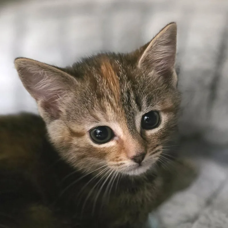 Lilac Menace thumbnail 2