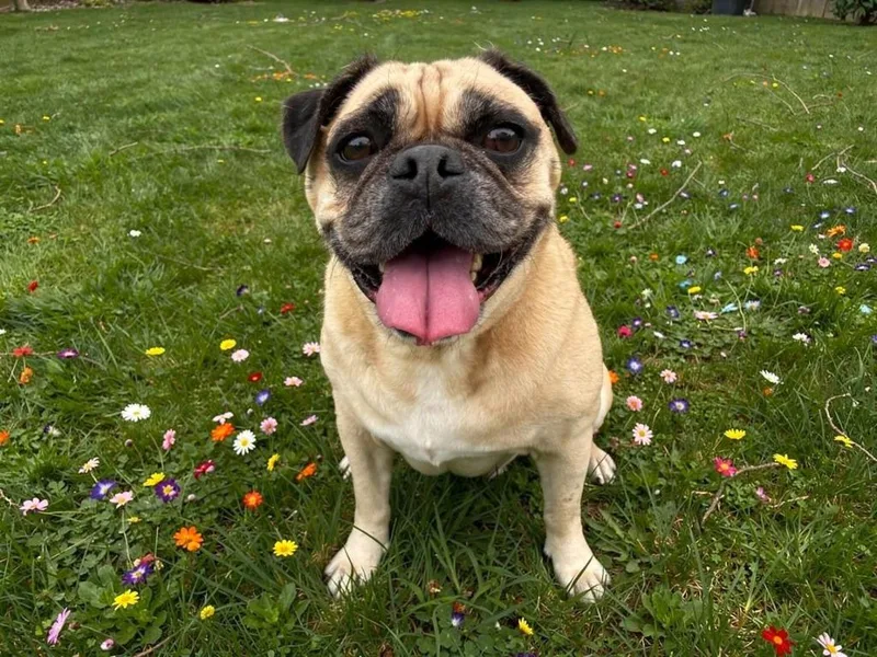 A senior medium-sized female Pug dog named Bernie for adoption in Sebastian, FL