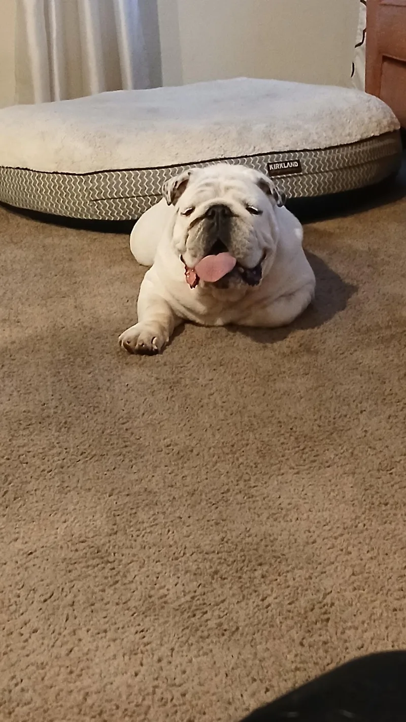 An adult medium-sized male English Bulldog dog named Max for adoption in Monrovia , CA