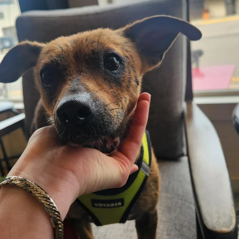 A young small-sized female Brown / Chocolate Jack Russell Terrier dog named Crysta D for adoption in Princeton, MN