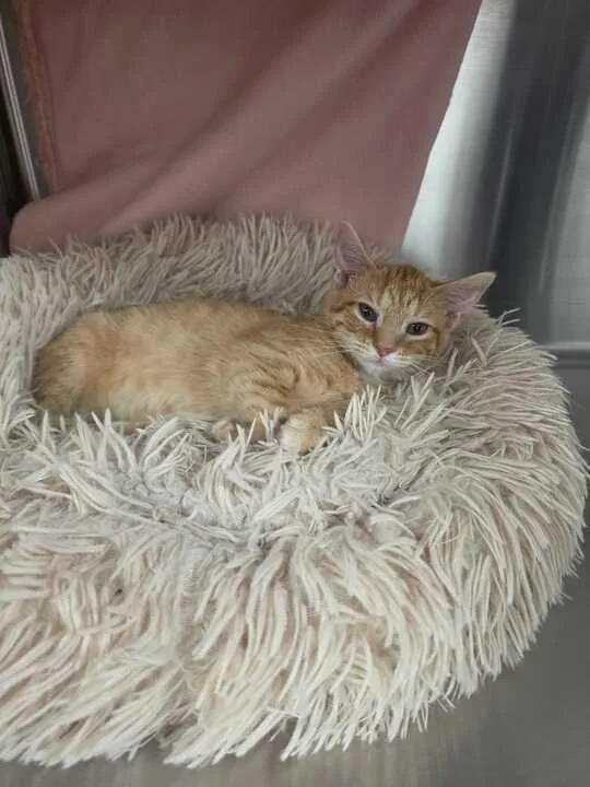 A baby medium-sized female Domestic Short Hair cat named Sunkist for adoption in Minot, ND