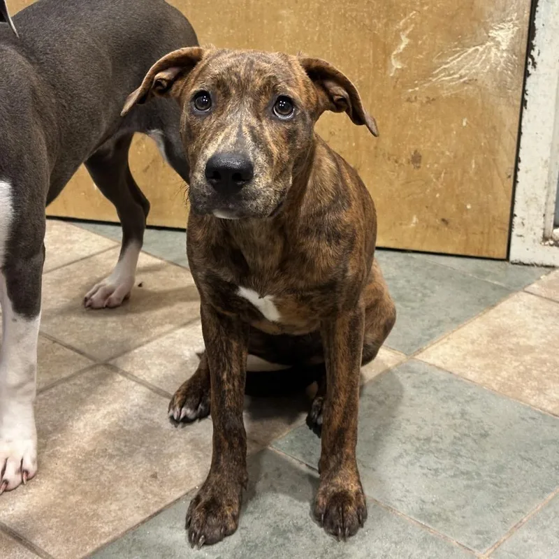 A young medium-sized female Brown / Chocolate Mixed Breed dog named Star for adoption in Chattanooga, TN