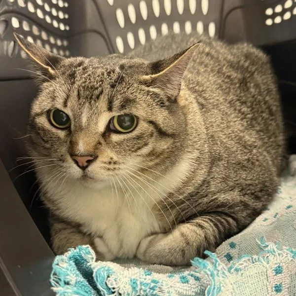 A senior large-sized male Domestic Short Hair cat named Bogie for adoption in San Diego, CA