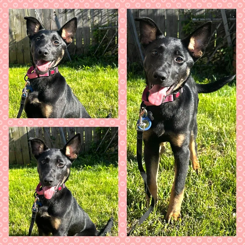 A baby medium-sized female German Shepherd Dog dog named Lola for adoption in Baltimore, MD