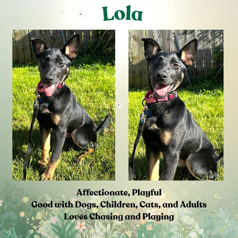 Lola thumbnail 2