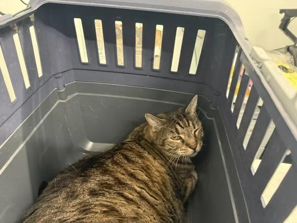 A senior large-sized female Domestic Short Hair cat named Mamba for adoption in Ridgewood, NY
