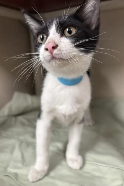 A baby medium-sized female Domestic Short Hair cat named Ebony  I AM for adoption in East Brookfield, MA