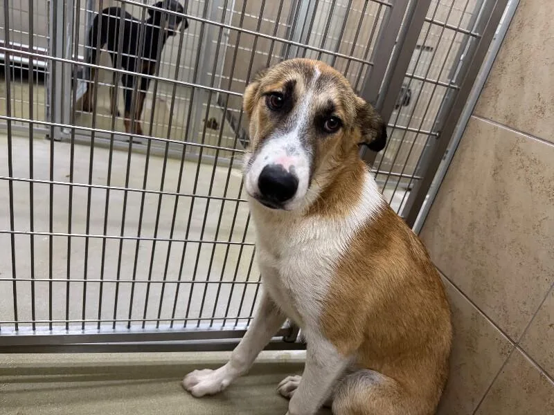 An adult medium-sized female Tricolor (Brown, Black, & White) Mixed Breed dog named Bearbear for adoption in Hobbs, NM