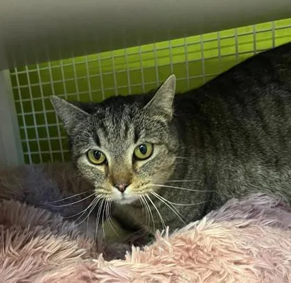 An adult medium-sized female Black Domestic Short Hair cat named Jezebel for adoption in Kansas City, MO