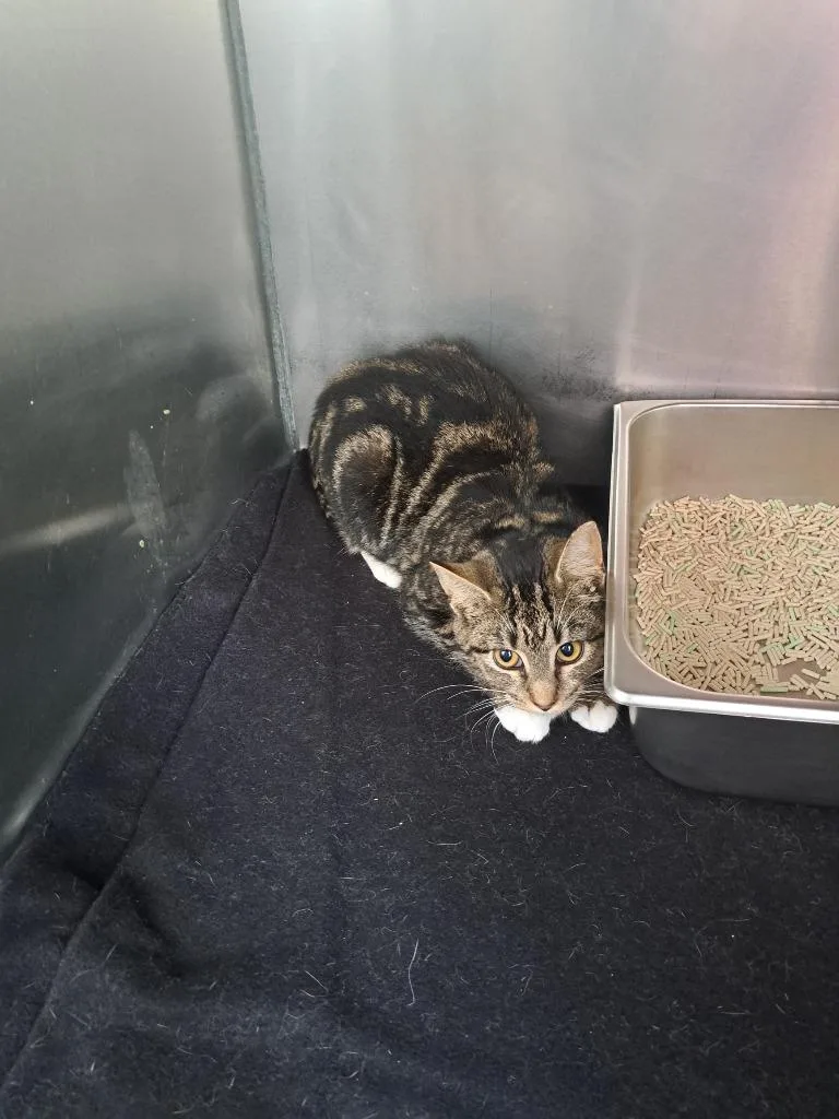 A young small-sized female Domestic Short Hair cat named Amber for adoption in Pine Grove, PA