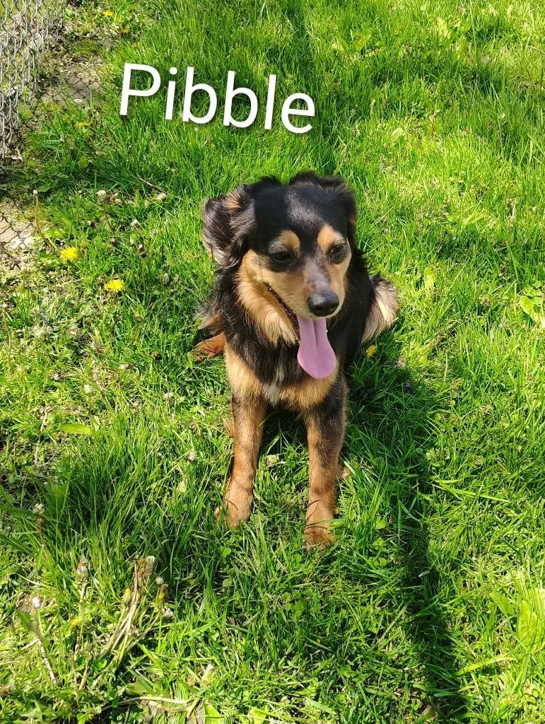 Pibble thumbnail 2