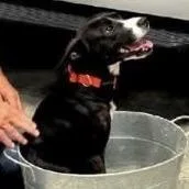 A young medium-sized male Black Whippet dog named Skippy for adoption in Normal, IL