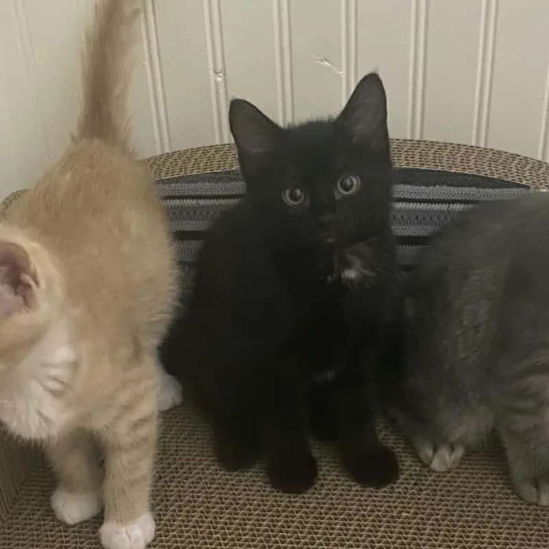 A baby small-sized female Black Domestic Short Hair cat named Meri for adoption in Reisterstown, MD