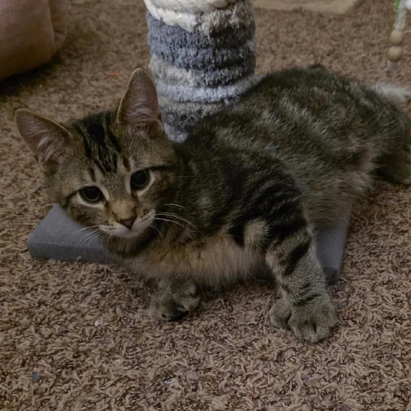 A young small-sized male Brown / Chocolate Extra-Toes Cat / Hemingway Polydactyl cat named OlliePolly ARC for adoption in Akron, NY