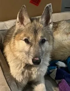 A senior medium-sized male Brown / Chocolate German Shepherd Dog dog named Whisper for adoption in Longwood, FL
