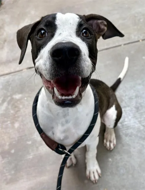 A young large-sized male Pit Bull Terrier dog named Popeye for adoption in Phoenix, AZ