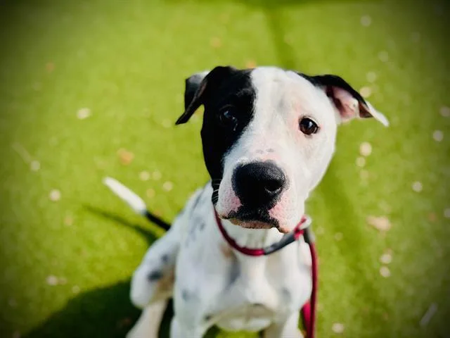 A young large-sized male Pit Bull Terrier dog named Atlas for adoption in Orlando, FL