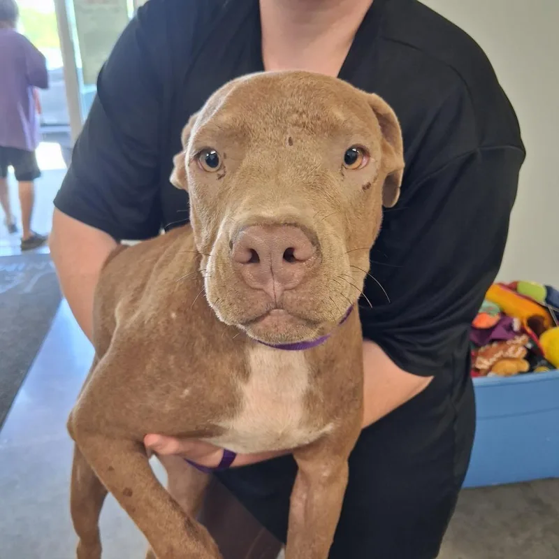 A baby medium-sized male Pit Bull Terrier dog named Sharkie for adoption in Gautier, MS