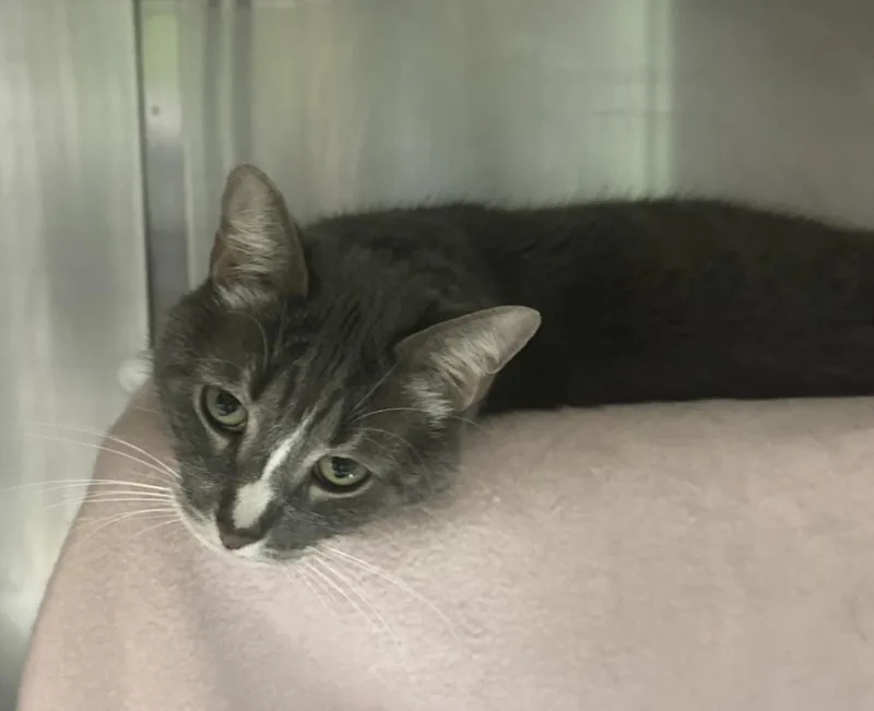 A senior medium-sized female Domestic Short Hair cat named Sophie for adoption in Ferndale, MI