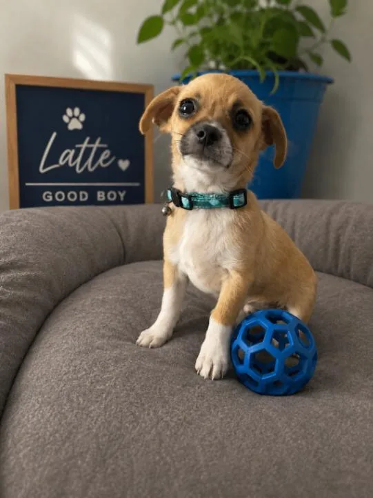 A young small-sized male Yellow / Tan / Blond / Fawn Chihuahua dog named Latte for adoption in renton, WA