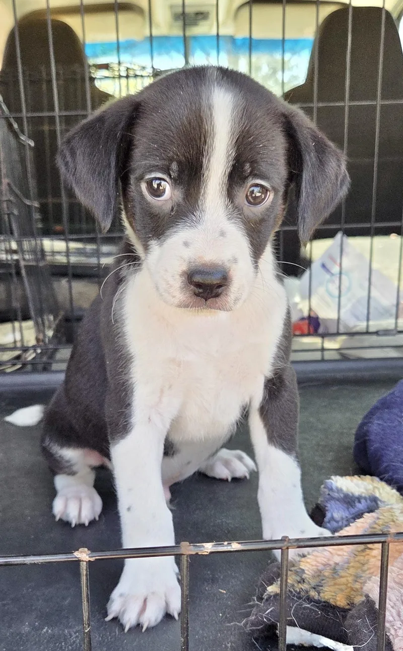 A baby medium-sized male Jack Russell Terrier dog named Moonshine for adoption in Manchester, CT