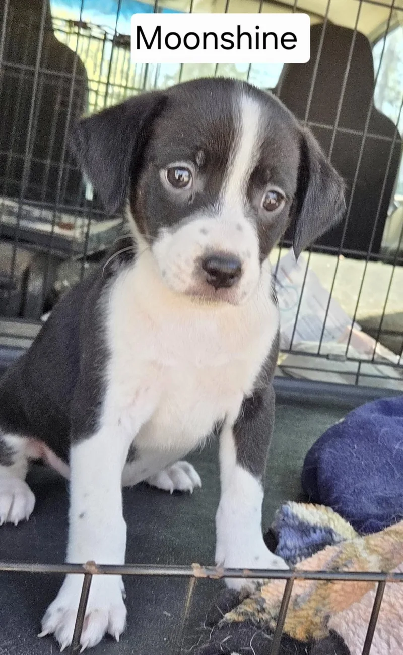 Moonshine thumbnail 2