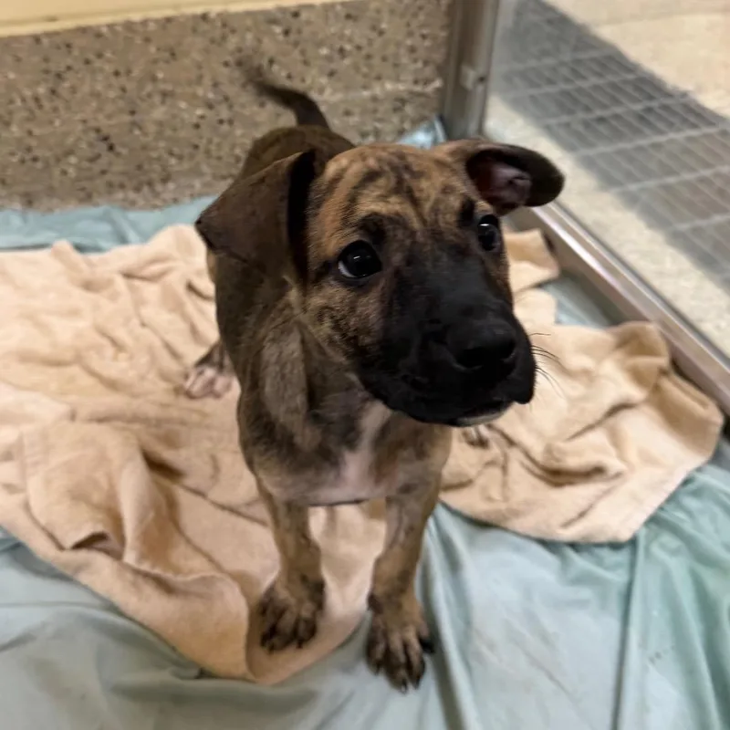 A baby small-sized female Brindle Mixed Breed dog named Rogue for adoption in Pensacola, FL