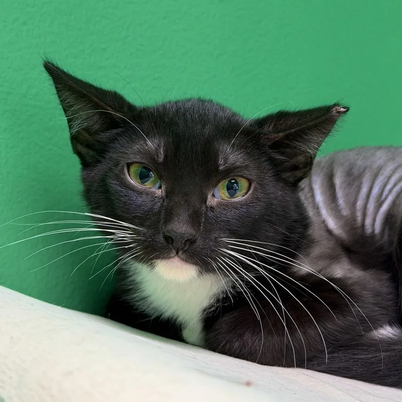 A baby small-sized male Black Domestic Short Hair cat named Lincoln Log for adoption in Dayton, OH