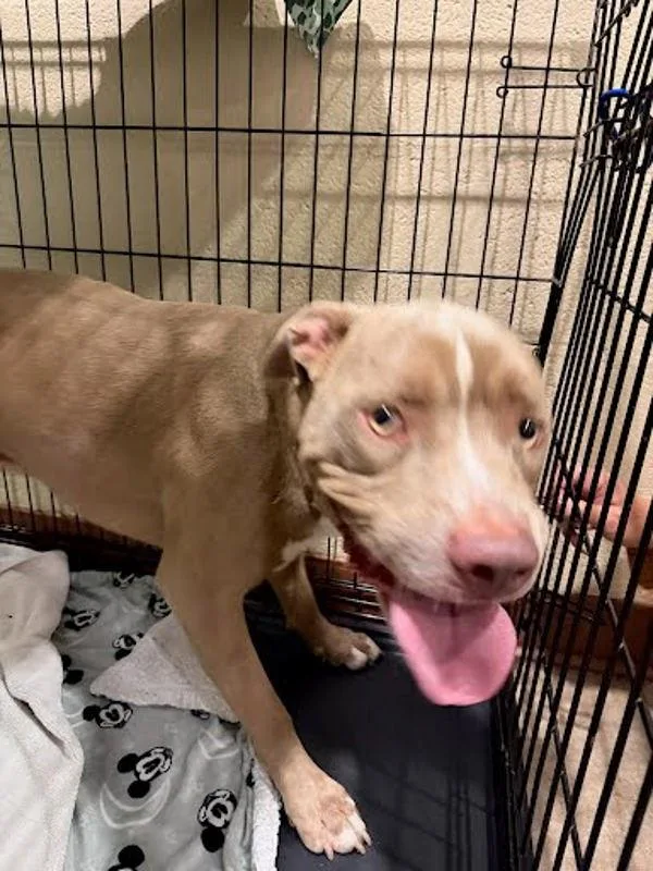 A young large-sized male Pit Bull Terrier dog named Ble for adoption in Austin, TX